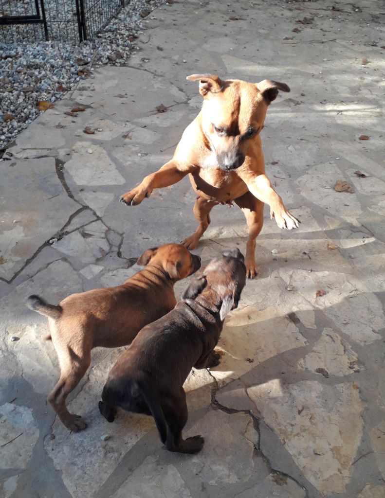 chiot Staffordshire Bull Terrier Des animaux stars