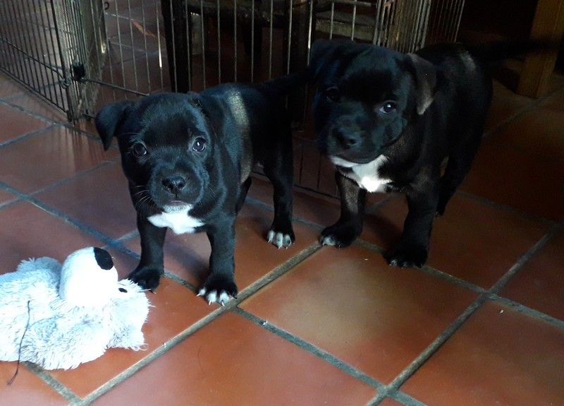 chiot Staffordshire Bull Terrier Des animaux stars