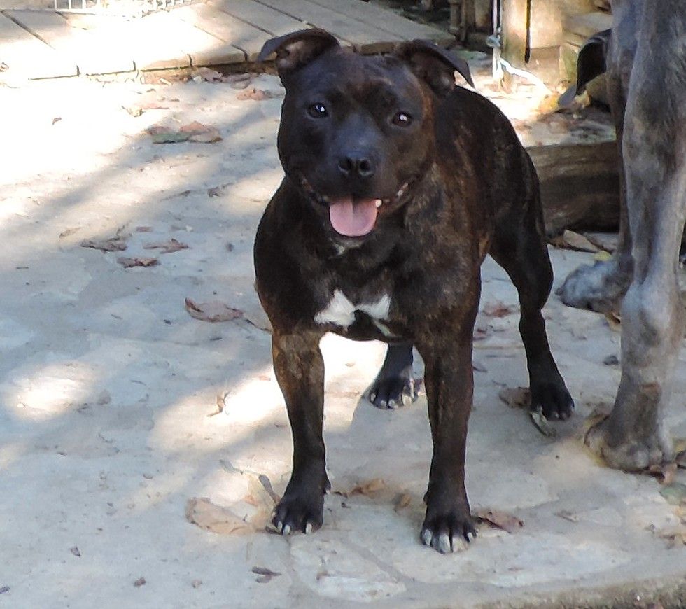 Nera (Sans Affixe)