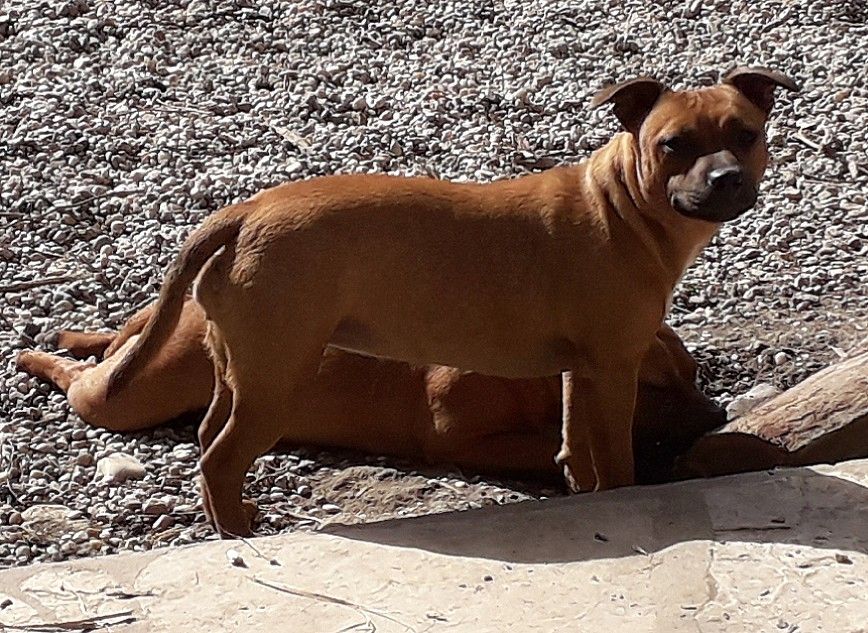 Primerose-k9 Des animaux stars