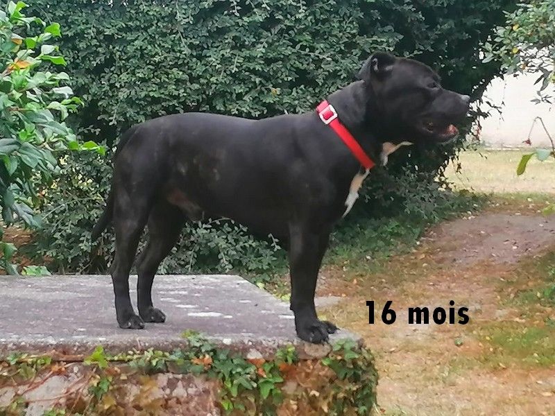 Pulsar Des animaux stars