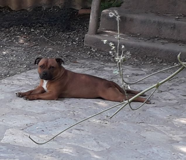 Paige-k9 Des animaux stars
