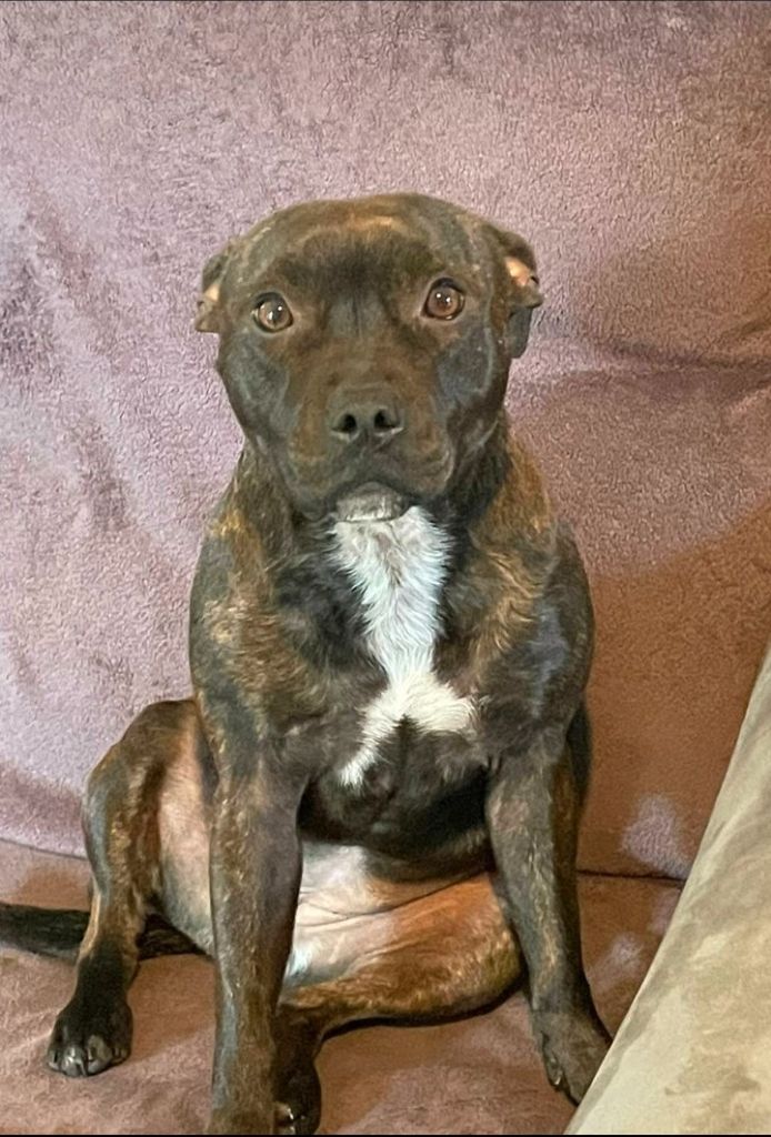 Rumi-k9 Des animaux stars