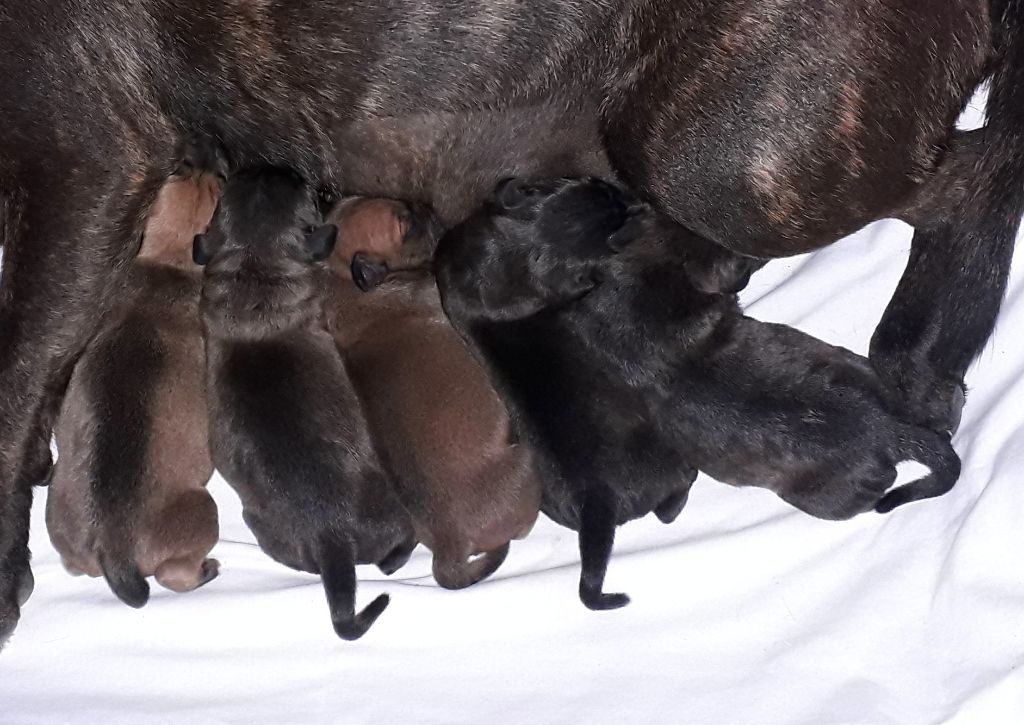 Chiots nés le 06-07-2019 (Néra-Mister Thanos)