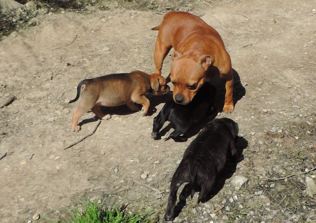 Chiots nés le 04/03/2018 (L'Red Skin - I Am Image of Tiger)