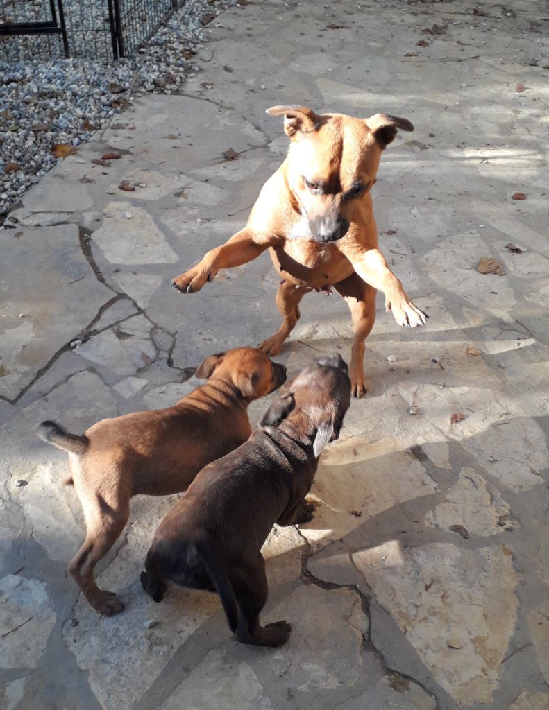 Des animaux stars - Staffordshire Bull Terrier - Portée née le 08/08/2021