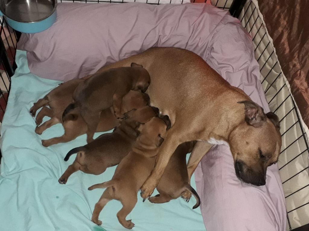 Des animaux stars - Staffordshire Bull Terrier - Portée née le 02/12/2021