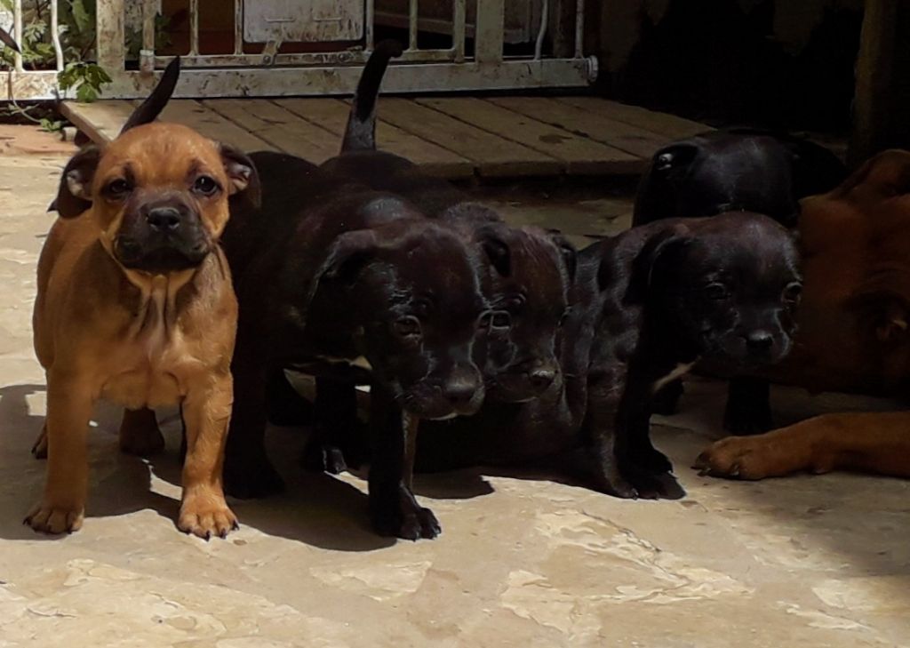 Des animaux stars - Staffordshire Bull Terrier - Portée née le 05/03/2019