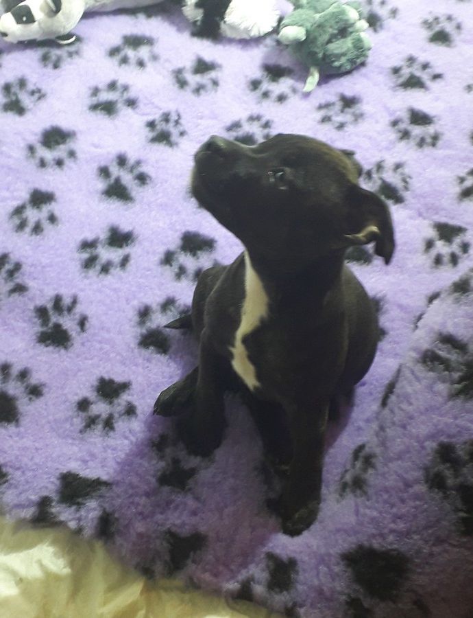 Chiot Staffordshire Bull Terrier Des animaux stars