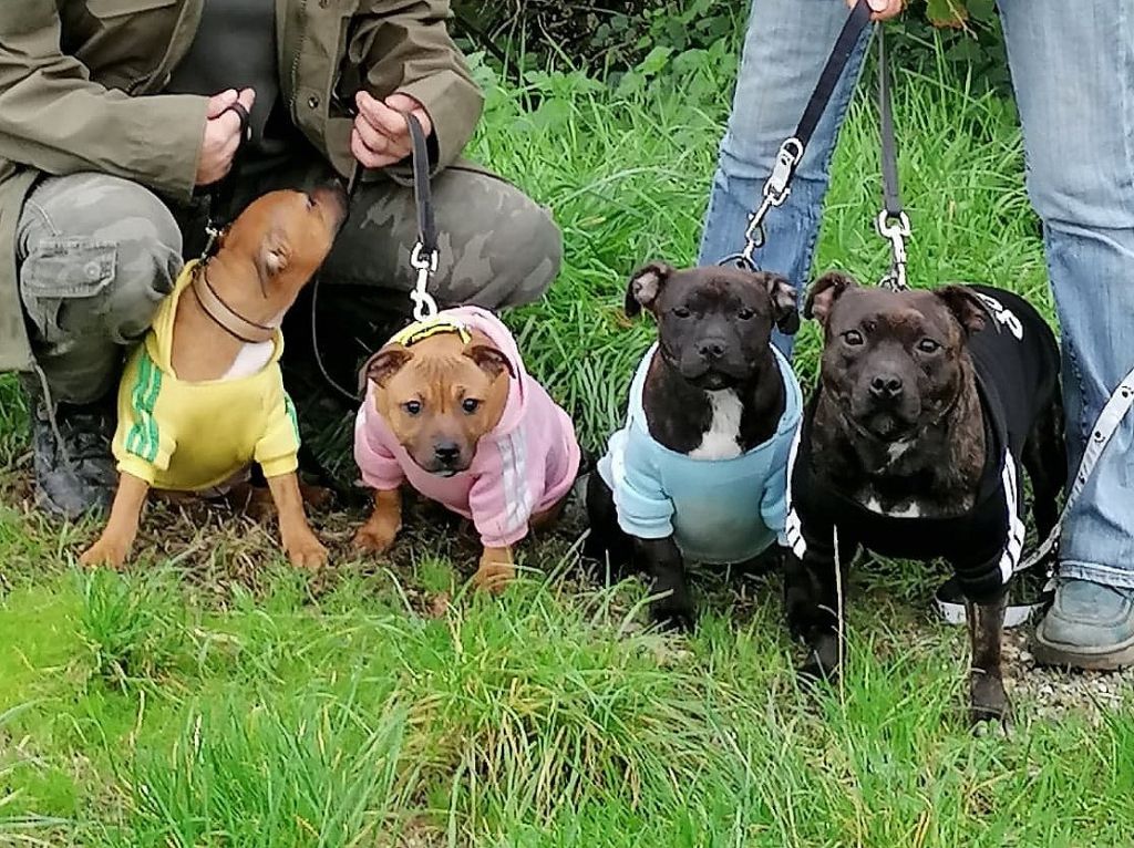 Des animaux stars - Staffordshire Bull Terrier - Portée née le 06/07/2019