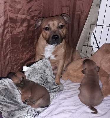 SUZY des Animaux Stars
