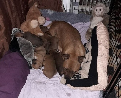 SCARLETT des Animaux Stars