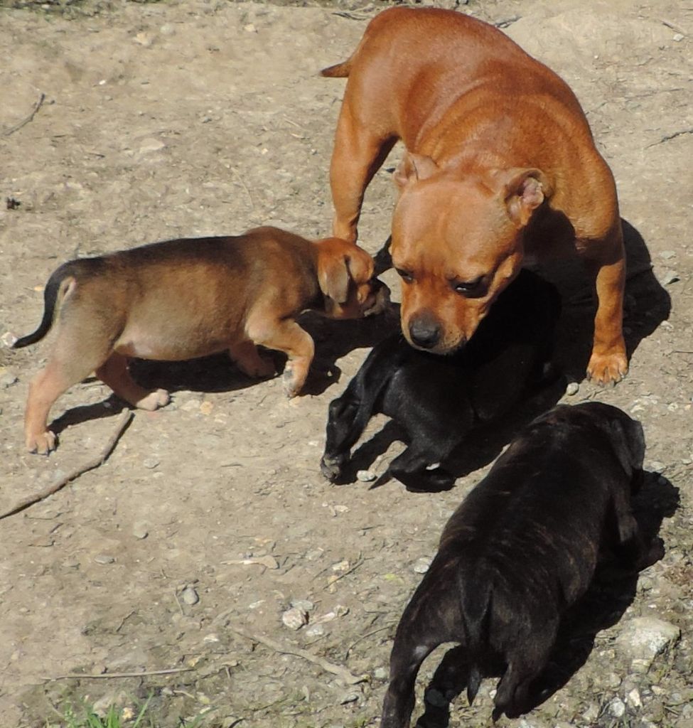 Des animaux stars - Staffordshire Bull Terrier - Portée née le 04/03/2018